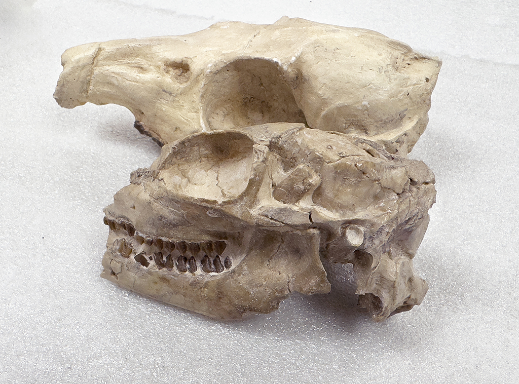A comparison between Santuccimeryx elissae (foreground skull) and leptomerycidae (background), Badlands National Park / Rebecca Latson file A comparison between Santuccimeryx elissae (foreground skull) and leptomerycidae (background), Badlands National Park / Rebecca Latson file