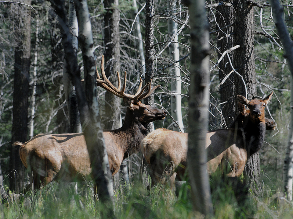Elk and deer were poached at Bandelier National Monument this past weekend/NPS file Elk and deer were poached at Bandelier National Monument this past weekend/NPS file