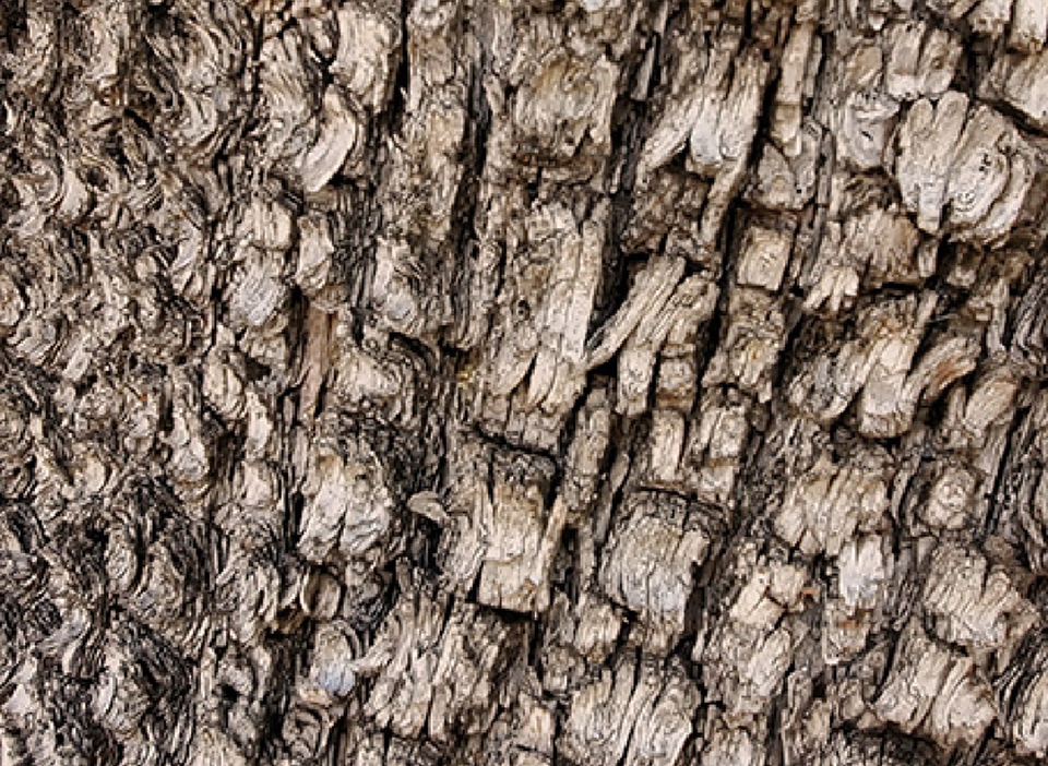 Alligator scales, or the bark of an Alligator Juniper? Bandelier National Monument / Rebecca Latson Alligator scales, or the bark of an Alligator Juniper? Bandelier National Monument / Rebecca Latson