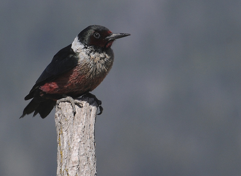 Lewis's Woodpecker, Bandelier National Monument / NPS Lewis's Woodpecker, Bandelier National Monument / NPS