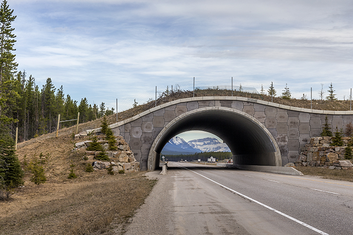 Closeup View Of A Wildlife Overpass On Alberta Highway 1, Banff National Park / Rebecca Latson Closeup View Of A Wildlife Overpass On Alberta Highway 1, Banff National Park / Rebecca Latson