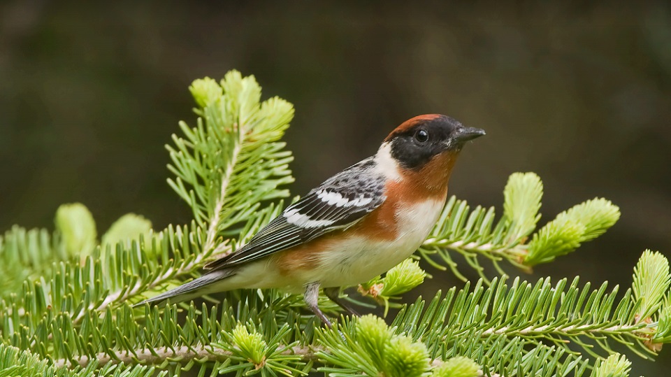 bay breasted warbler, birding, birds, maine, katahdin woods and waters, national monument, national park