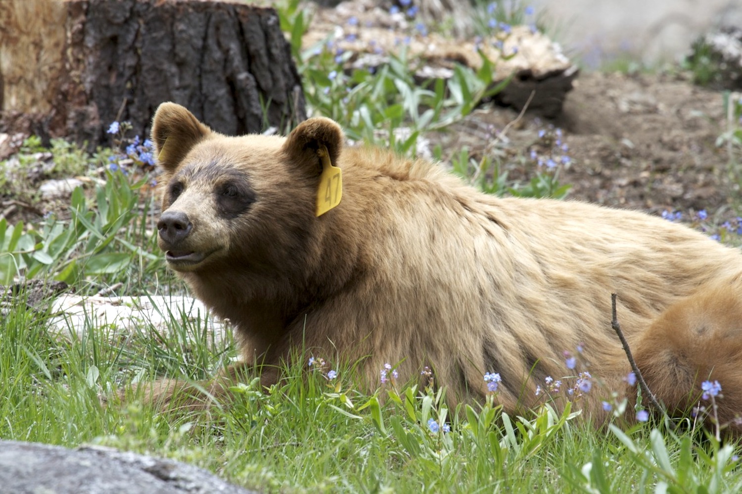 Black bear Black bear