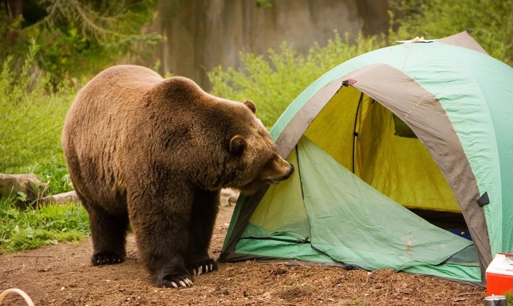Bears are out and about in Grand Teton National Park/Bear Wise Jackson Hole file