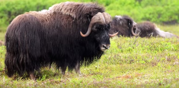 Muskox at Bering Land Bridge National Preserve/NPS