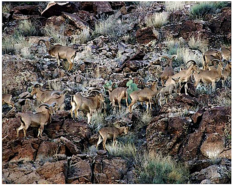 Efforts are being made to remove non-native Barbary sheep from Big Bend National Park/NPS