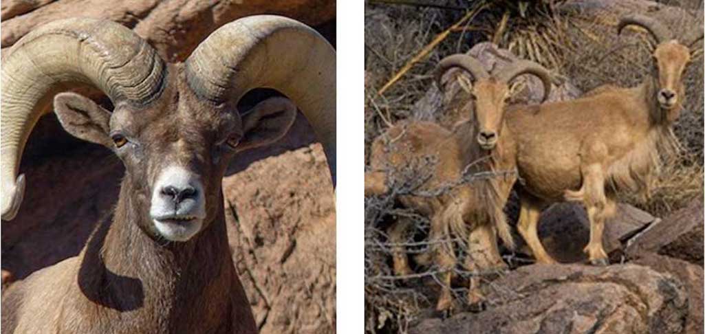 Work will resume in Big Bend National Park in October to remove non-native aoudad sheep (right)/NPS
