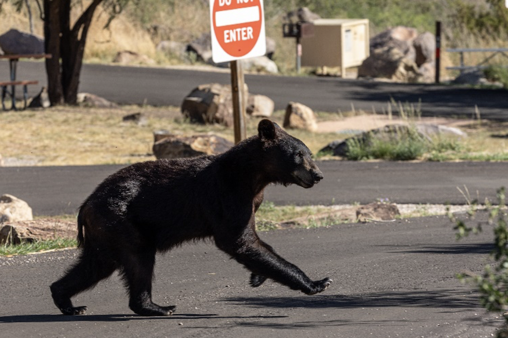 Hungry bears are forcing the temporary closure of the Chisos Basin Campground at Big Bend National Park/NPS Hungry bears are forcing the temporary closure of the Chisos Basin Campground at Big Bend National Park/NPS