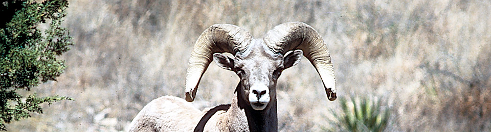 Desert bighorn sheep at Big Bend National Park/NPS