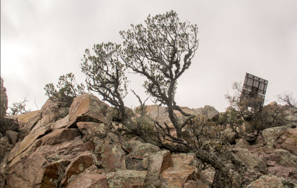 Emory Peak is the highest point in Big Bend National Park, but not too high for trees to keep the anemometers, solar panels, and radio repeaters company/Bob Pahre