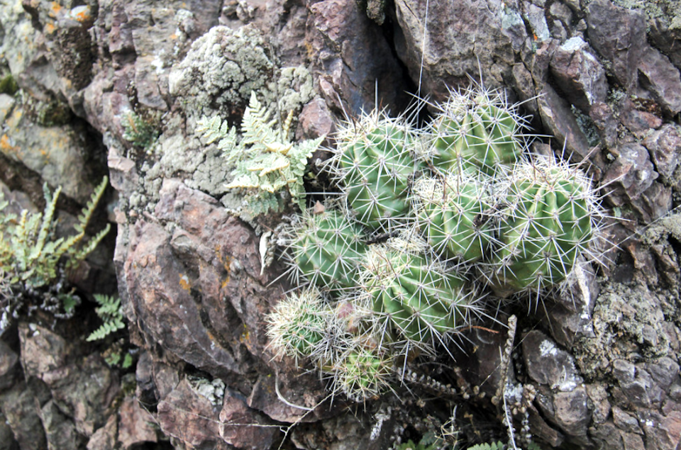 Add a little water to the desert, and who knows what you might find? Seen on the Boot Canyon Trail along the descent from Toll Pass/Bob Pahre