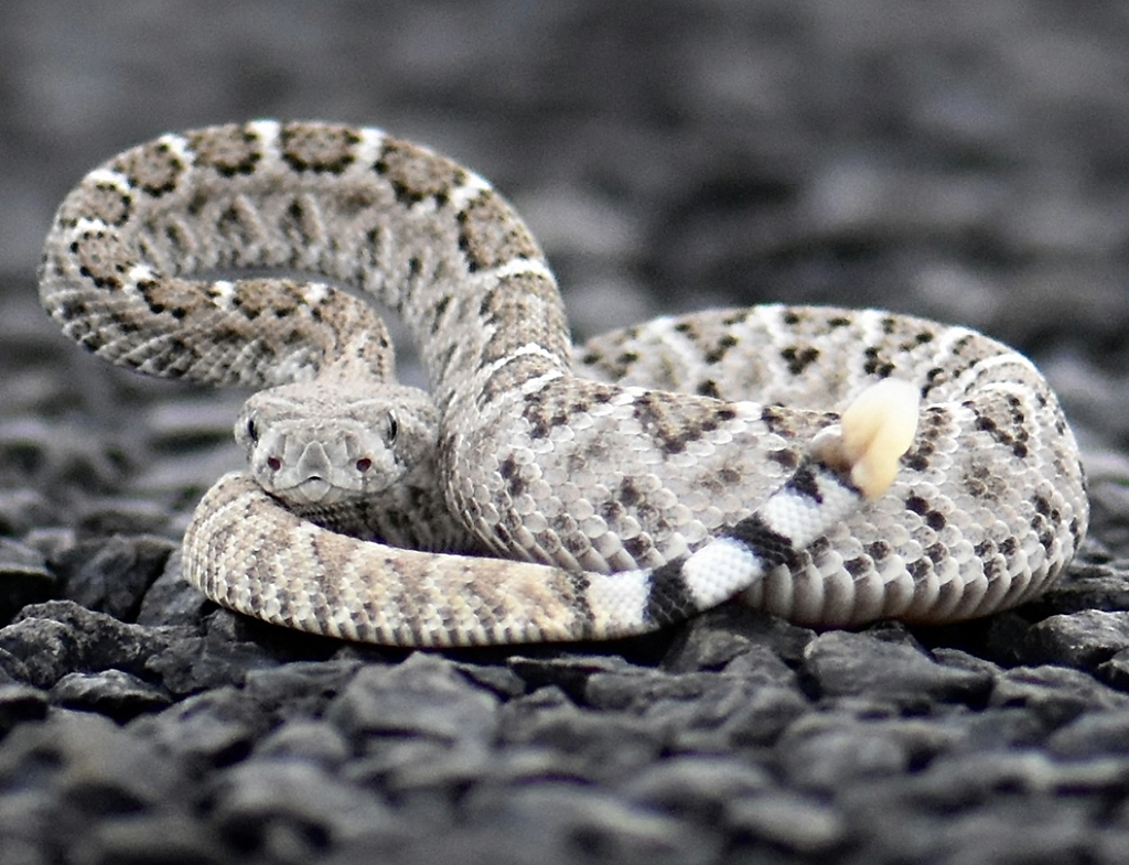 Watch your sssssstep, hikers! Western diamondback rattlesnake, Big Bend National Park / BBNHA-K. Lentz