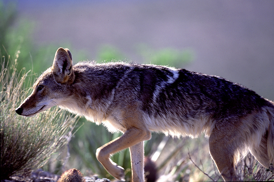 A backlit coyote, Big Bend National Park / National Park Service