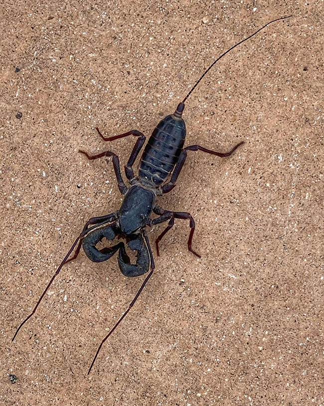 Vinegaroon, Big Bend National Park / NPS - C.A. Hoyt