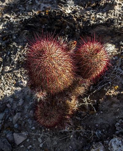 Texas Rainbow Cactus - No Flash, Big Bend National Park