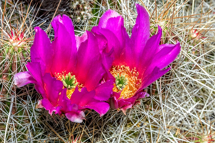 Pitaya Cactus Blossoms - With Flash, Big Bend National Park
