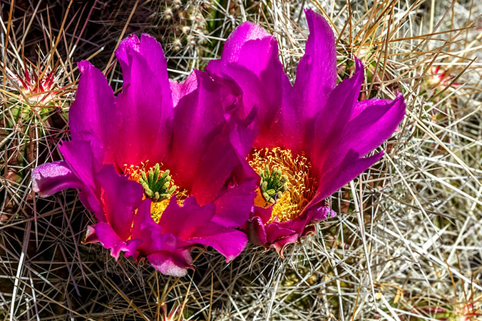 Pitaya Cactus Blossoms - No Flash, Big Bend National Park
