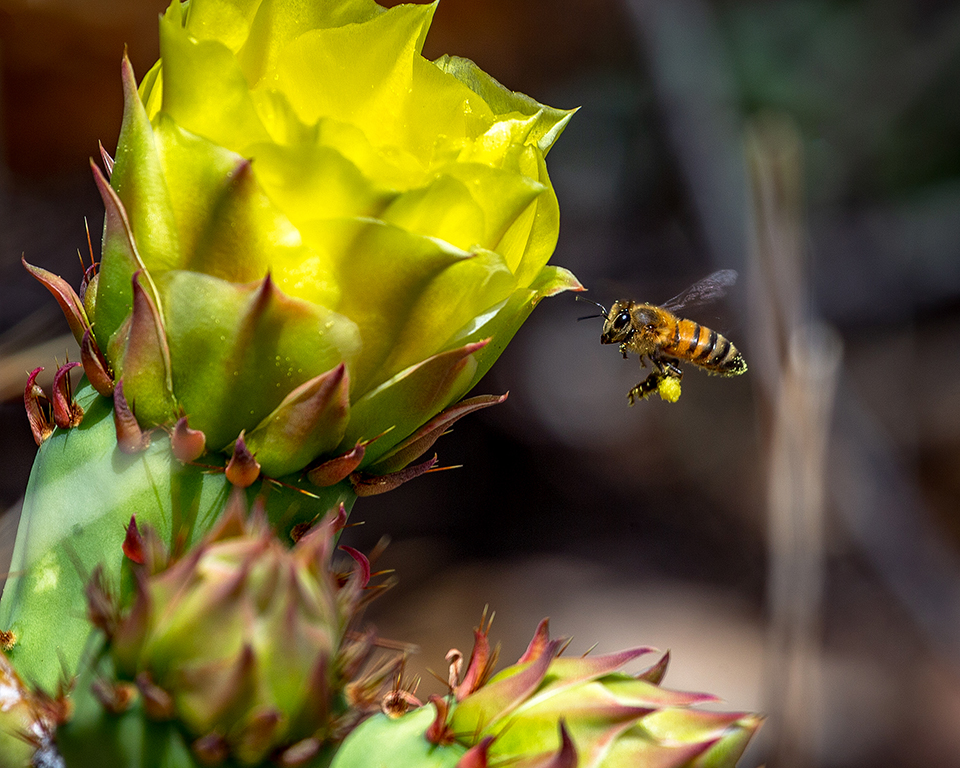 A bee and a prickly pear bloom, Big Bend National Park / Rebecca Latson A bee and a prickly pear bloom, Big Bend National Park / Rebecca Latson