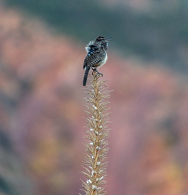 Cactus wren fluffing its feathers on a chilly breezy day, Big Bend National Park / Rebecca Latson