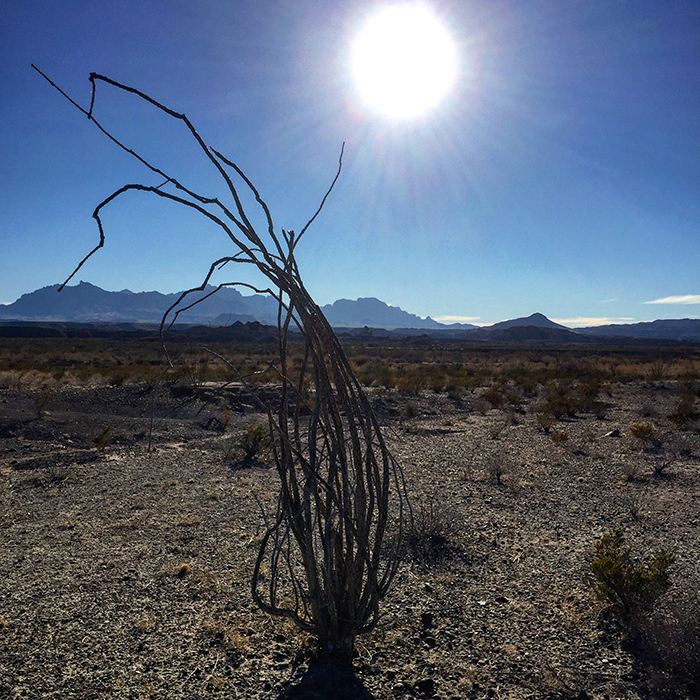 Desert Denizen in the Midday Sun, Big Bend National Park / Rebecca Latson Desert Denizen in the Midday Sun, Big Bend National Park / Rebecca Latson