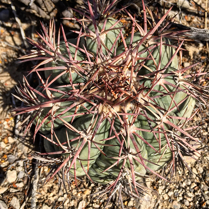 Eagle Claw Cactus Eagle Claw Cactus