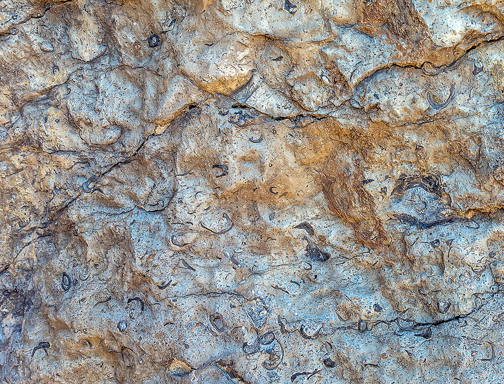 Fossil seashells in the canyon wall along the Santa Elena Canyon Nature Trail, Big Bend National Park / Rebecca Latson