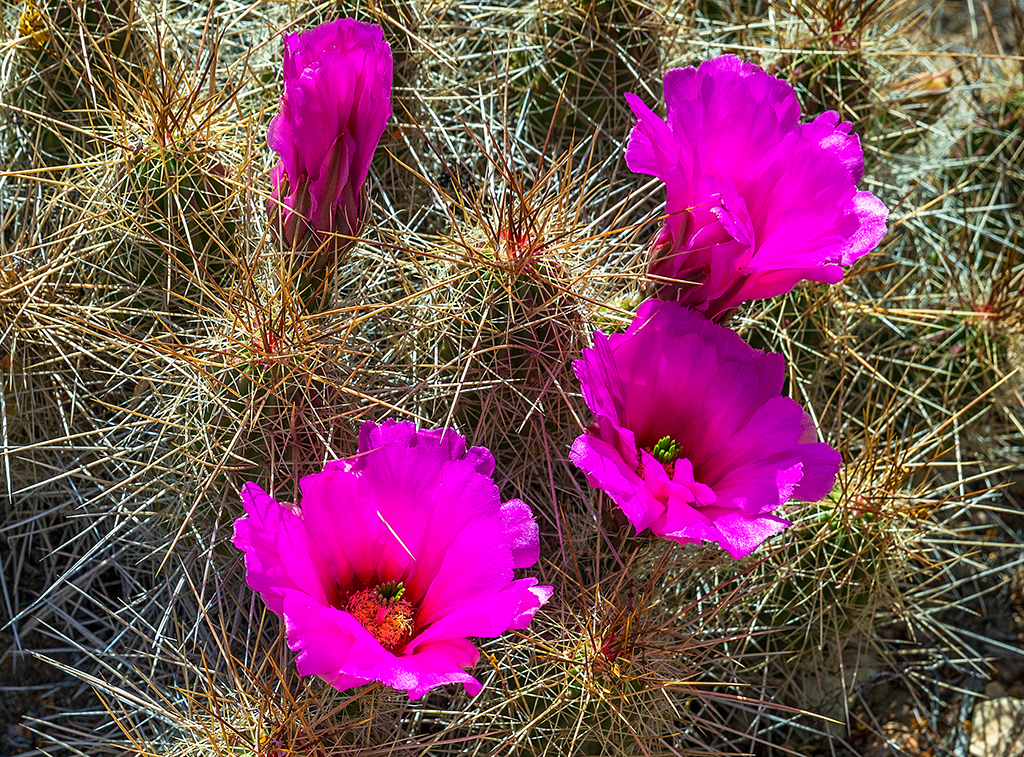Strawberry pitaya cactus, Big Bend National Park / Rebecca Latson