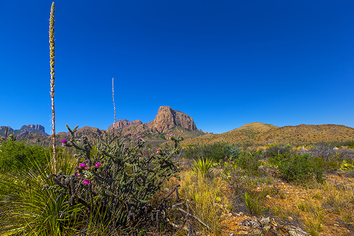 Cholla, Sotol, and Big Bend Scenery Cholla, Sotol, and Big Bend Scenery