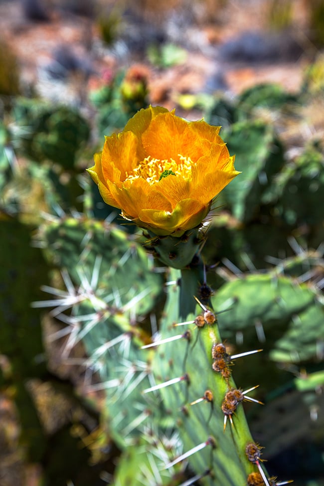 Prickly pear cactus bloom, Big Bend National Park / Rebecca Latson Prickly pear cactus bloom, Big Bend National Park / Rebecca Latson