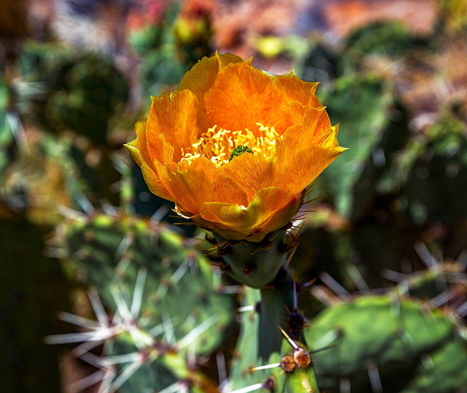 Prickly pear cactus in bloom, Big Bend National Park / Rebecca Latson Prickly pear cactus in bloom, Big Bend National Park / Rebecca Latson