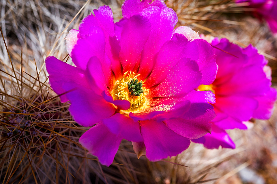 A strawberry pitaya cactus bloom, Big Bend National Park / Rebecca Latson A strawberry pitaya cactus bloom, Big Bend National Park / Rebecca Latson