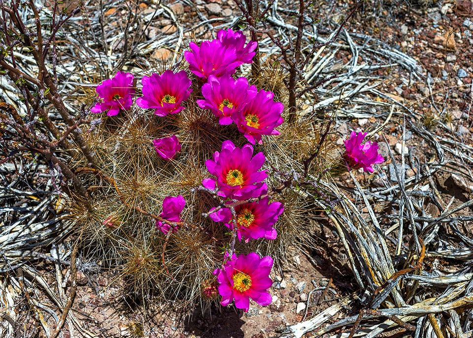 Strawberry pitaya cactus in bloom, Big Bend National Park / Rebecca Latson