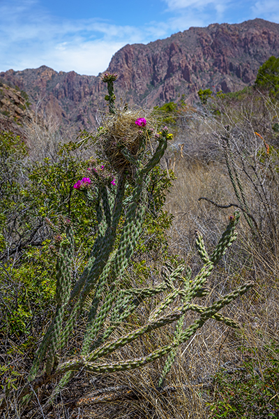 Bird's Nest In The Cholla Cactus Bird's Nest In The Cholla Cactus