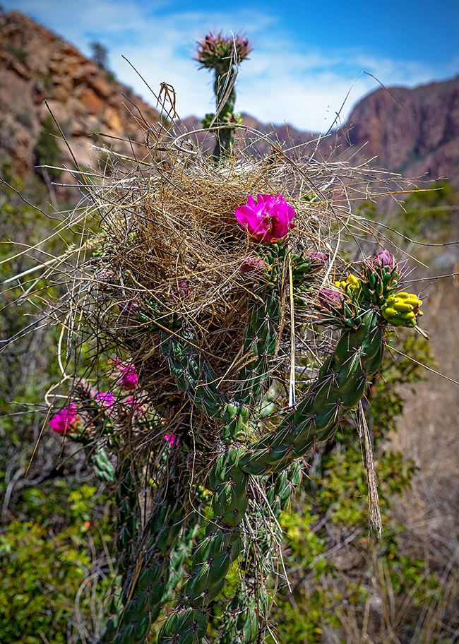 A bird's nest in the cholla cactus, Big Bend National Park / Rebecca Latson