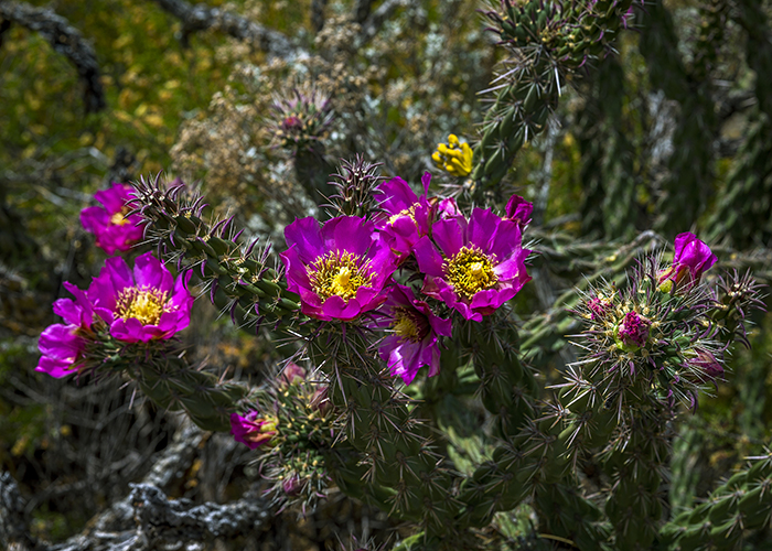 Blooming Cholla Cactus Blooming Cholla Cactus