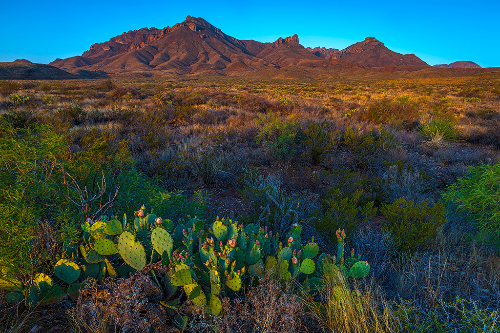 Sunrise over the Chihuahuan Desert and Chisos Mountains, Big Bend National Park / Rebecca Latson Sunrise over the Chihuahuan Desert and Chisos Mountains, Big Bend National Park / Rebecca Latson