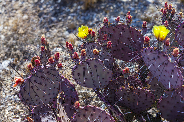 Blooming Prickly Pear Cactus Blooming Prickly Pear Cactus