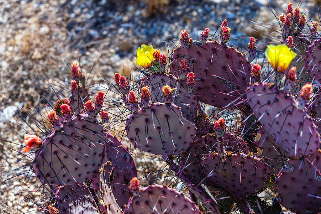 One of many species of prickly pear cactus seen at Big Bend National Park / Rebecca Latson