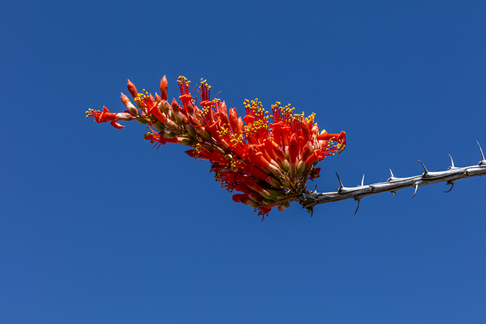 Ocotillo Blooms - No Flash, Big Bend National Park