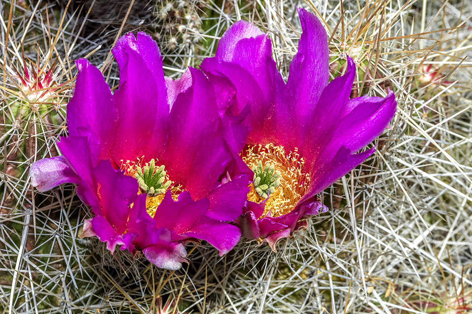 Strawberry Pitaya cactus blooms, Big Bend National Park / Rebecca Latson Strawberry Pitaya cactus blooms, Big Bend National Park / Rebecca Latson