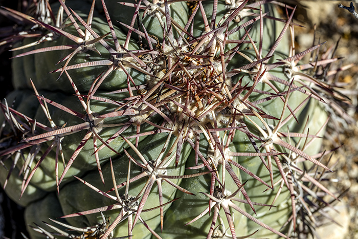 Eagle Claw Cactus, Big Bend National Park / Rebecca Latson Eagle Claw Cactus, Big Bend National Park / Rebecca Latson