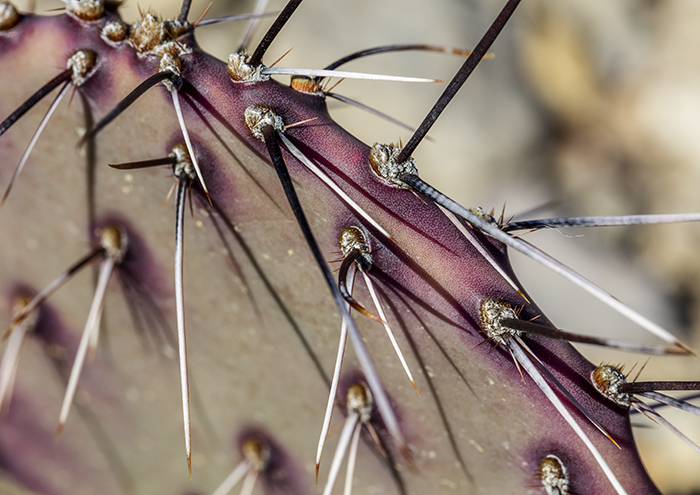 Prickly Pear Cactus Needles, Big Bend National Park / Rebecca Latson Prickly Pear Cactus Needles, Big Bend National Park / Rebecca Latson