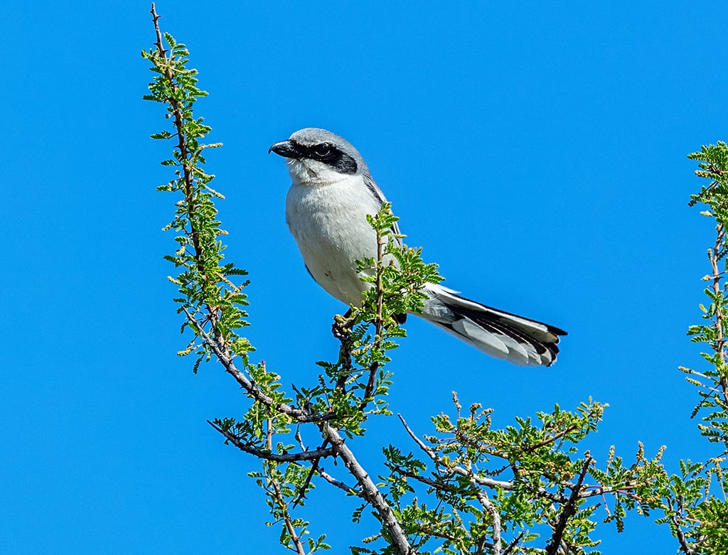 Shrike, Big Bend National Park / Rebecca Latson