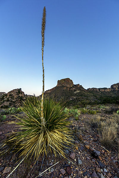 Sotol and Casa Grande - 14mm, Big Bend National Park