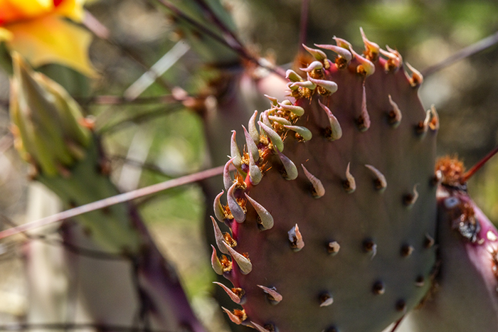 Prickly Pear Detail - 100mm, Big Bend National Park