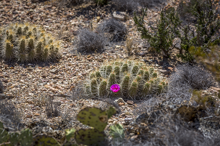 Pitaya Cactus Pitaya Cactus