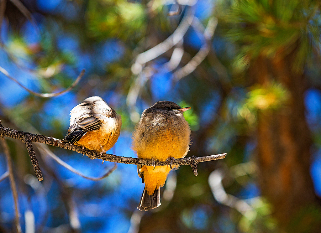 Say's phoebe fledglings, Big Bend National Park / Rebecca Latson