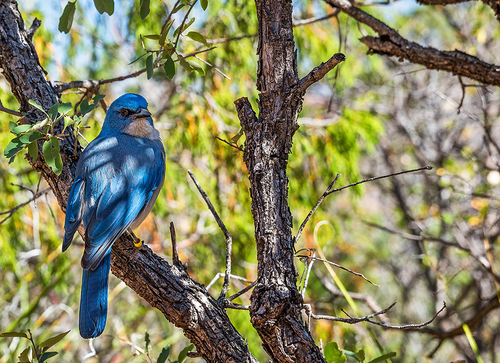Mexican jay, Big Bend National Park / Rebecca Latson