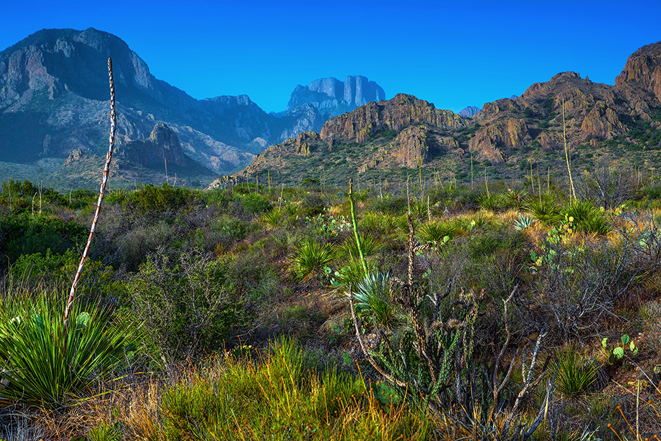 Chihuahuan Desert and Chisos Mountains scenery at Big Bend National Park / Rebecca Latson file