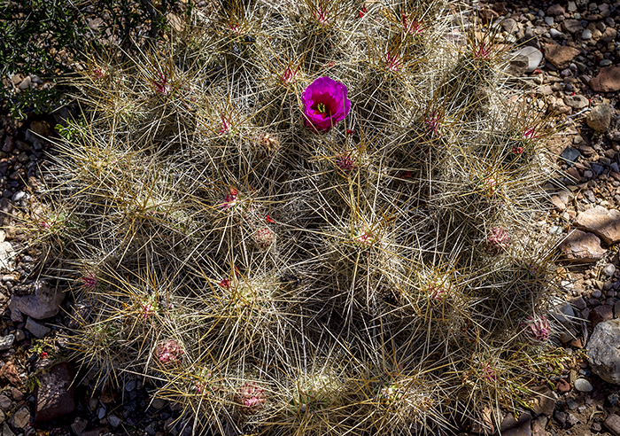 Strawberry Pitaya Cactus Strawberry Pitaya Cactus